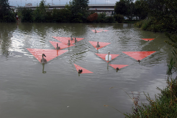 Schnelle Enten – schnelle Schwäne