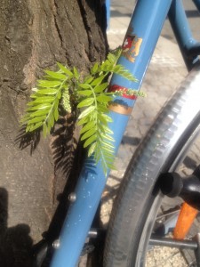 Die Blätter sind grün, weil sie von den vielen Farben des weißen Lichts die rote absorbieren. Der Rest wird reflektiert und erscheint in seiner Mischung grün. Das Fahrrad ist blau, weil es die gelb absorbiert.