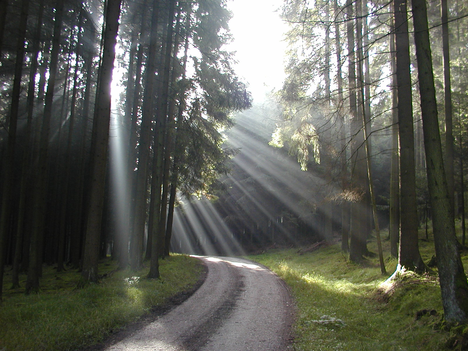 Sonnenstrahlen im Wald