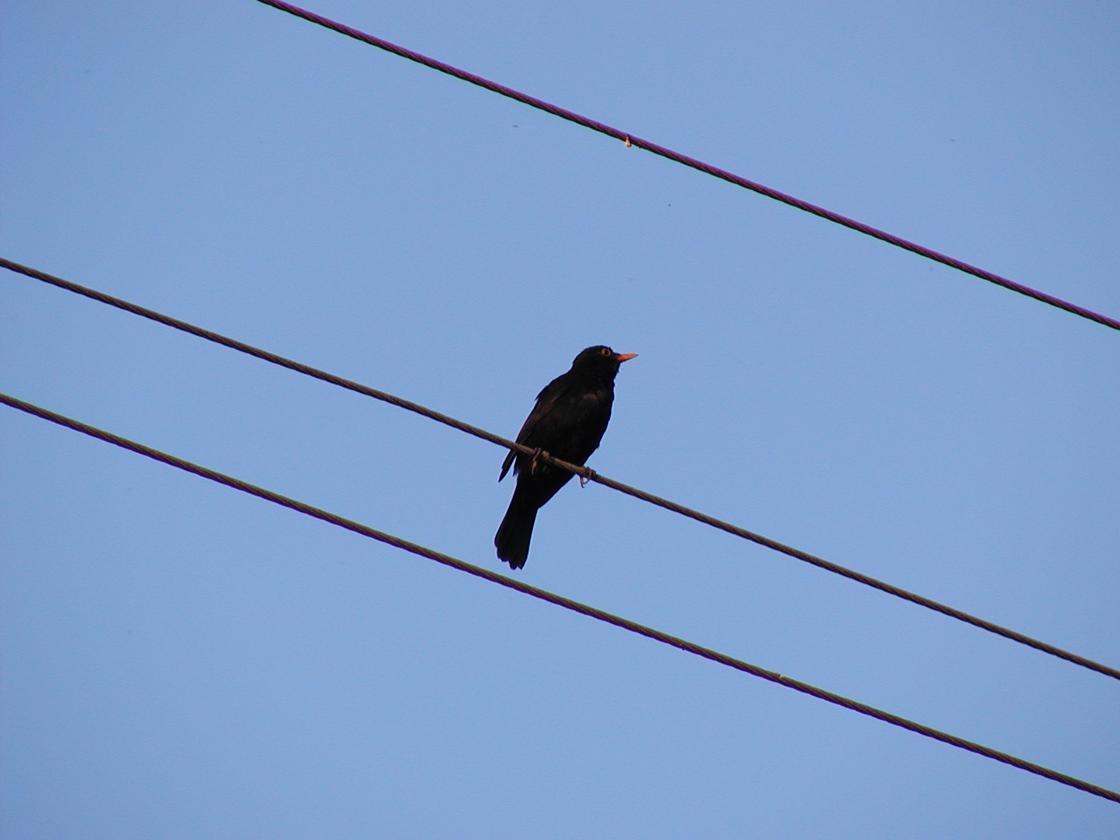 Warum elektrisiert sich ein Vogel auf der Elektroleitung nicht?