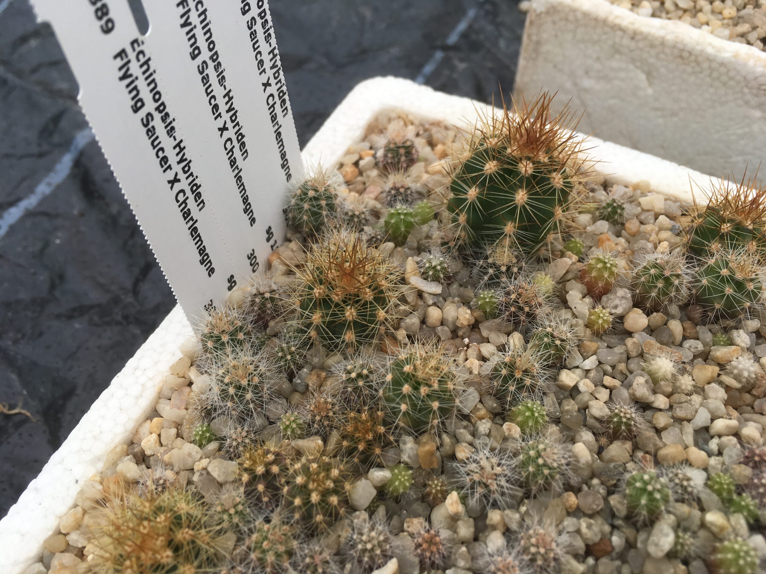 Mit Kindern Kakteen säen