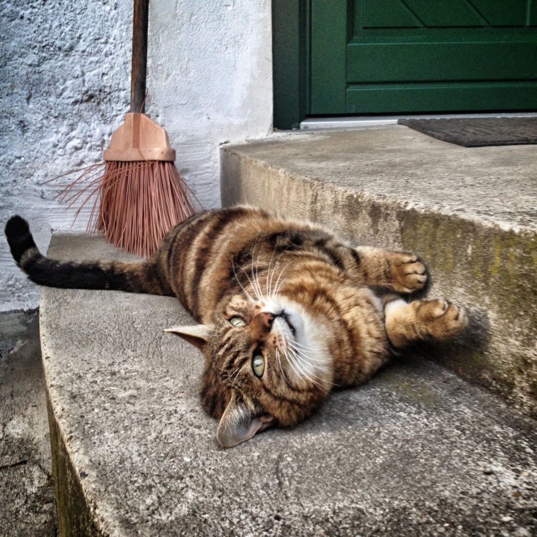 Was machte Erwin Schrödinger mit seiner Katze?