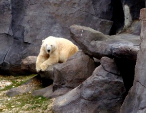 Der Eisbär