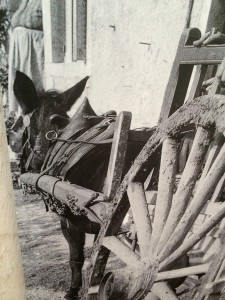 Das Pferdegeschirr sichert die Verbindung zwischen Zugtier und Karren. (Historisches Foto, Quelle unbekannt)